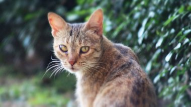 Bahçedeki bir kediye yaklaş