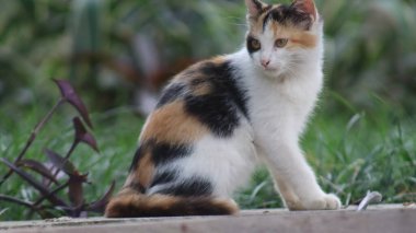 Şirin bir kedinin portresi