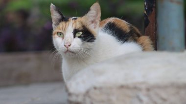 Sokaktaki sevimli kedi.