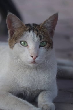 Beyaz gözlü kediyi kapat.