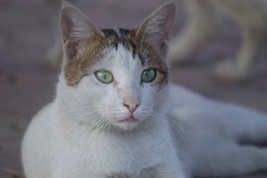 Bahçedeki beyaz kedi