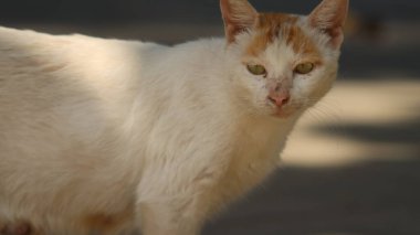 Beyaz sokak kedisi portresi