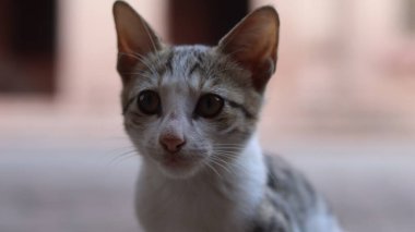Şirin bir kedinin yakın plan fotoğrafı.