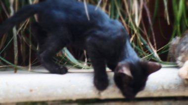 Bahçedeki kara kedi