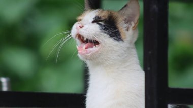 Kürklü bir kedinin portresi