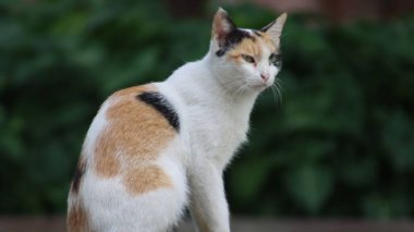 Beyaz bir arka planı olan yetişkin bir kedinin yakın plan fotoğrafı.