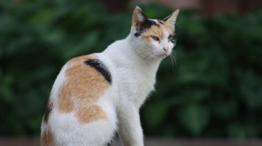 Şirin bir kedinin portresi