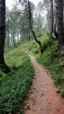 Ormandaki patikalarda yürüyüş yapmak