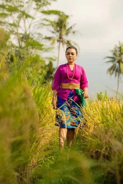 Mujer Balinesa Vestido Púrpura Pie Entre Campo Arroz Verde Luz —  Fotos de Stock