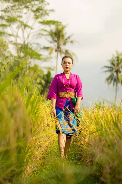 Balijská Žena Purpurových Šatech Stojí Mezi Zeleným Rýžovým Polem Denního — Stock fotografie