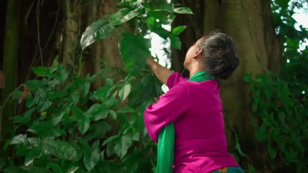 Seorang Wanita Asia Menyentuh Daun Hijau Pohon Besar Sambil Mengenakan — Stok Video