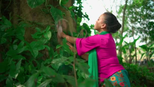 Μια Ασιάτισσα Αγγίζει Πράσινα Φύλλα Στο Μεγάλο Δέντρο Φορώντας Ένα — Αρχείο Βίντεο