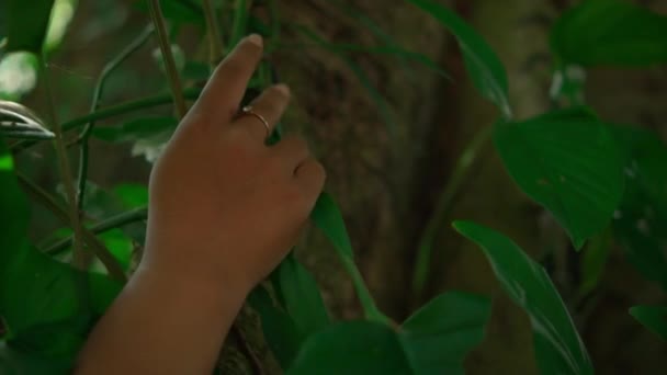 森の中に緑のスカーフとピンクのドレスを着ている間 大きな木の上に緑の葉に触れるアジアの女性 — ストック動画