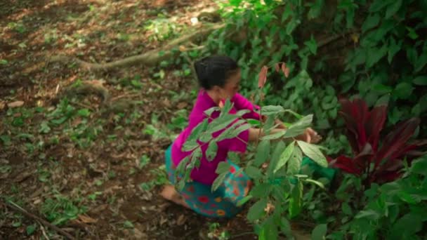 一位美丽的亚洲女人 穿着粉红的衣服 化着粉红的妆容 在丛林中的大树前跳着舞步 树上长满了绿色的灌木 — 图库视频影像