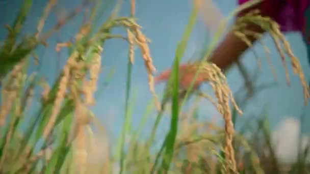 Μια Όμορφη Ασιάτισσα Γυναίκα Περπατά Και Αγγίζει Ένα Χωράφι Ρύζι — Αρχείο Βίντεο