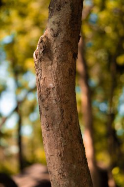 The brown wood and the branches of a tree standing in the jungle inside the village