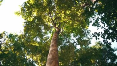 A beautiful tree full of leaves standing inside the forest with the sunlight in the background during the daylight