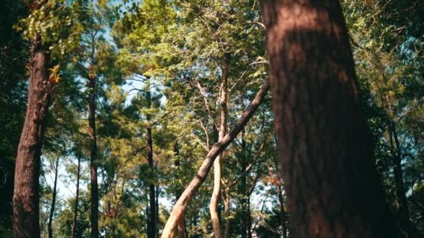 Beautiful Tree Full Leaves Standing Forest Sunlight Background Daylight — Αρχείο Βίντεο
