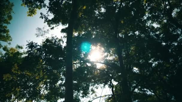 Прекрасне Дерево Повне Листя Стоїть Всередині Лісу Сонячним Світлом Фоні — стокове відео