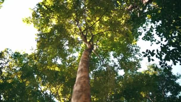 Прекрасне Дерево Повне Листя Стоїть Всередині Лісу Сонячним Світлом Фоні — стокове відео