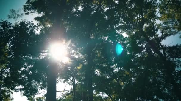 Beautiful Tree Full Leaves Standing Forest Sunlight Background Daylight — Αρχείο Βίντεο