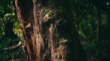 An Asian woman walks in a forest until she stops in front of a big tree to enjoy the natural beauty of a tropical island in the morning