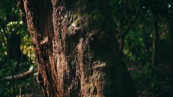 Μια Ασιάτισσα Περπατάει Ένα Δάσος Μέχρι Σταματήσει Μπροστά Ένα Μεγάλο — Αρχείο Βίντεο