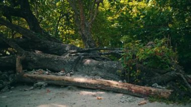 A Komodo dragon walks between the roots of shady trees with green leaves on an island during the day