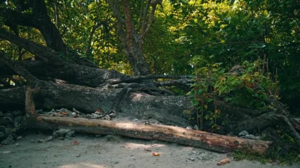 Ένας Δράκος Κομόντο Περπατά Ανάμεσα Στις Ρίζες Των Σκιερών Δέντρων — Αρχείο Βίντεο