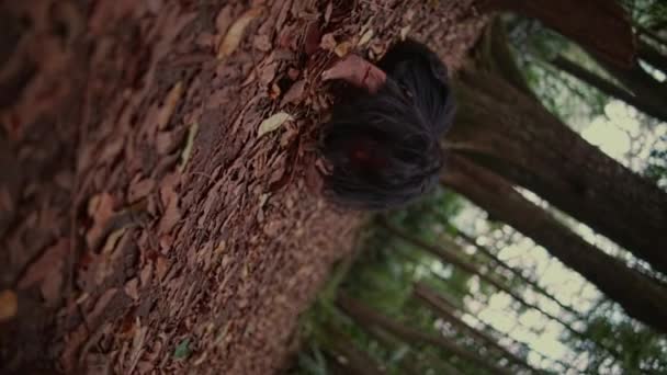 Siyah Elbiseli Asyalı Bir Kadın Alacakaranlıkta Korkunç Bir Ormanda Yapraklarla — Stok video