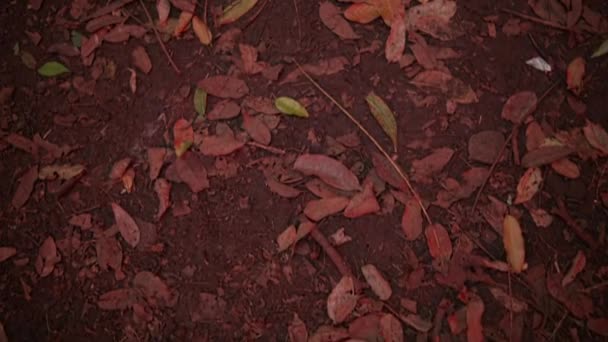 Розбиті Пластини Розкидані Землі Бамбуковій Тарі Посеред Лісу — стокове відео