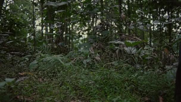 朝一人で森の中を歩いているとアジアの女性はとても頭痛がしました — ストック動画
