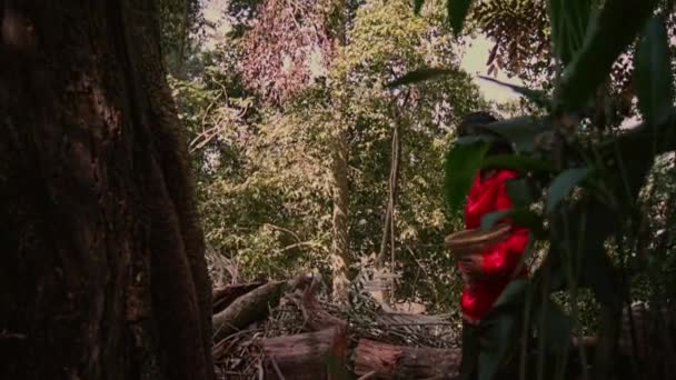 Une Jeune Femme Robe Rouge Promène Dans Forêt Récupère Bois — Video