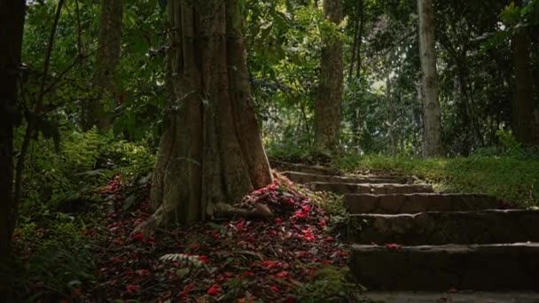 Азиат Идущий Каменной Лестнице Тропическом Лесу Зелеными Листьями Джунглях — стоковое видео