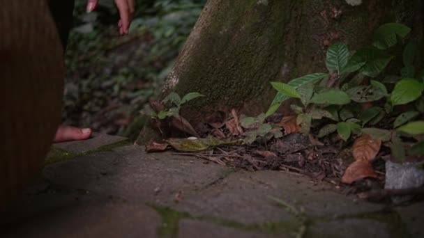 一个亚洲人生气了 他在森林中间拿起干枯的树叶捏在手里 — 图库视频影像