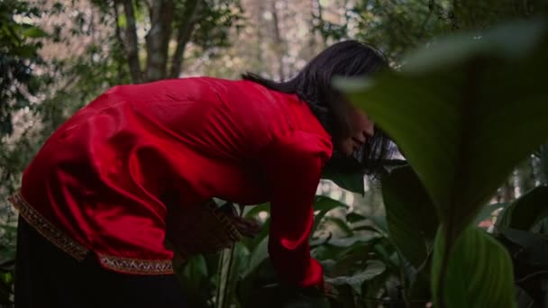籠でコーヒー豆を取りながら 赤い中国のドレスの女性が庭を歩く — ストック動画