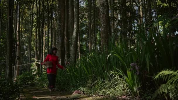 Ázsiai Sétál Kocog Erdőben Közel Kerthez Egy Napsütéses Napon Vörös — Stock videók
