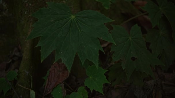 Erdőfákra Néző Alulról Égre Természet Zöld Napfény Hátterek — Stock videók