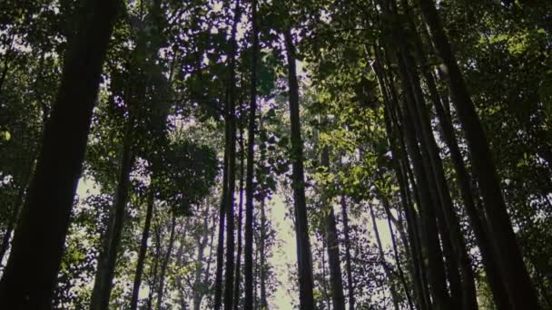 Árvores Floresta Vista Baixo Para Céu Natureza Verde Madeira Fundos — Vídeo de Stock