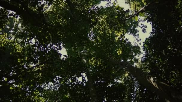 Вид Знизу Небо Лісові Дерева Природа Зелене Дерево Фони Сонячного — стокове відео