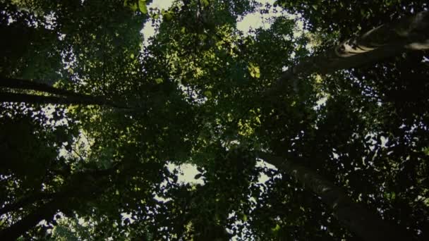 Skogsträd Utsikt Underifrån Himlen Natur Grönt Trä Solljus Bakgrunder — Stockvideo