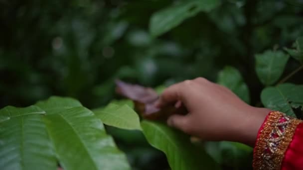 아시아의한 여자가 아침에 숲에서 친구들 나뭇잎 잔가지를 — 비디오