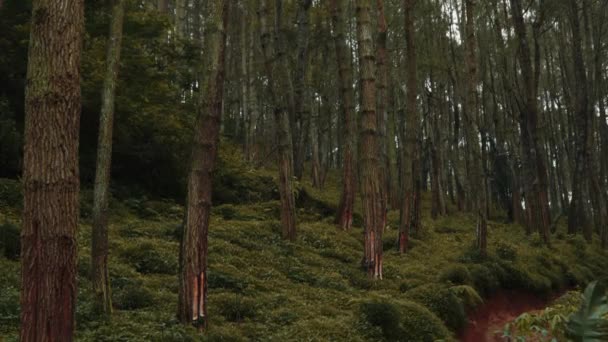 インドネシアにある山の上に緑の木々が生い茂る森 — ストック動画