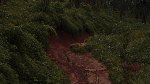 Endonezya Daki Dağların Tepesinde Yeşil Ağaçlarla Dolu Bir Orman — Stok video