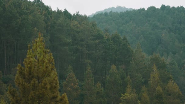 Endonezya Daki Dağların Tepesinde Yeşil Ağaçlarla Dolu Bir Orman — Stok video