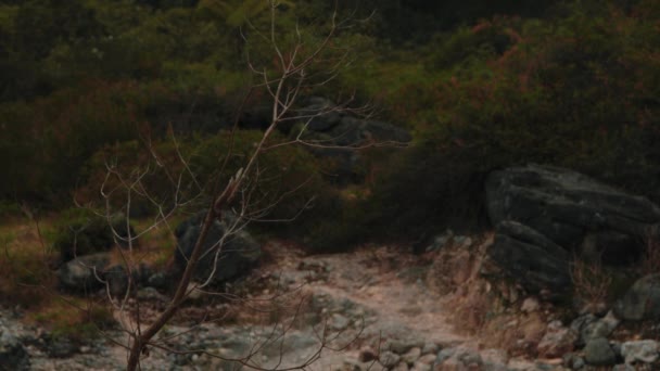 Кратер Полный Горячей Дымящейся Воды Вулкане Окруженный Зелеными Деревьями Утром — стоковое видео