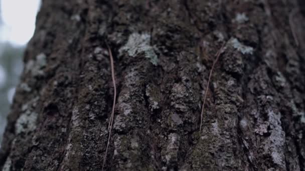 Велике Дерево Піднімається Високо Небо Безліччю Гілок Посеред Лісу — стокове відео