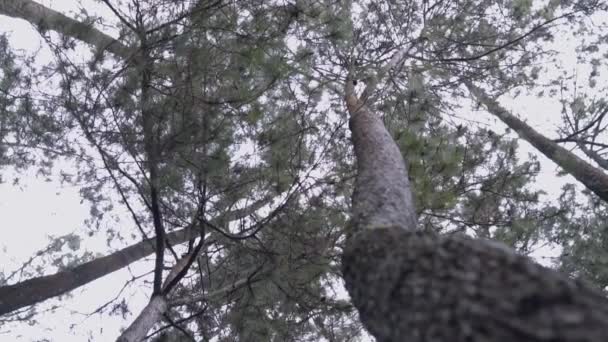 Велике Дерево Піднімається Високо Небо Безліччю Гілок Посеред Лісу — стокове відео