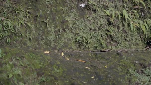 アジア人の男が早朝森の真ん中に崖を登っている — ストック動画