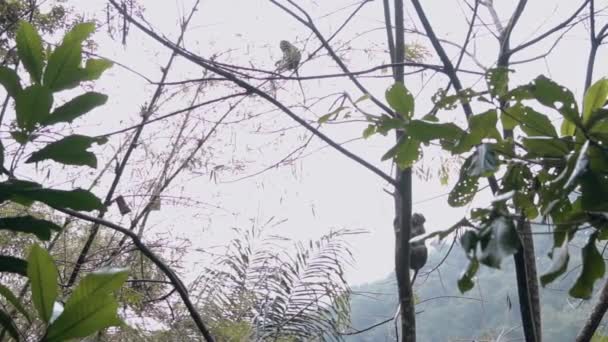 Grupo Macacos Pendurados Galho Árvore Uma Floresta Pela Manhã — Vídeo de Stock